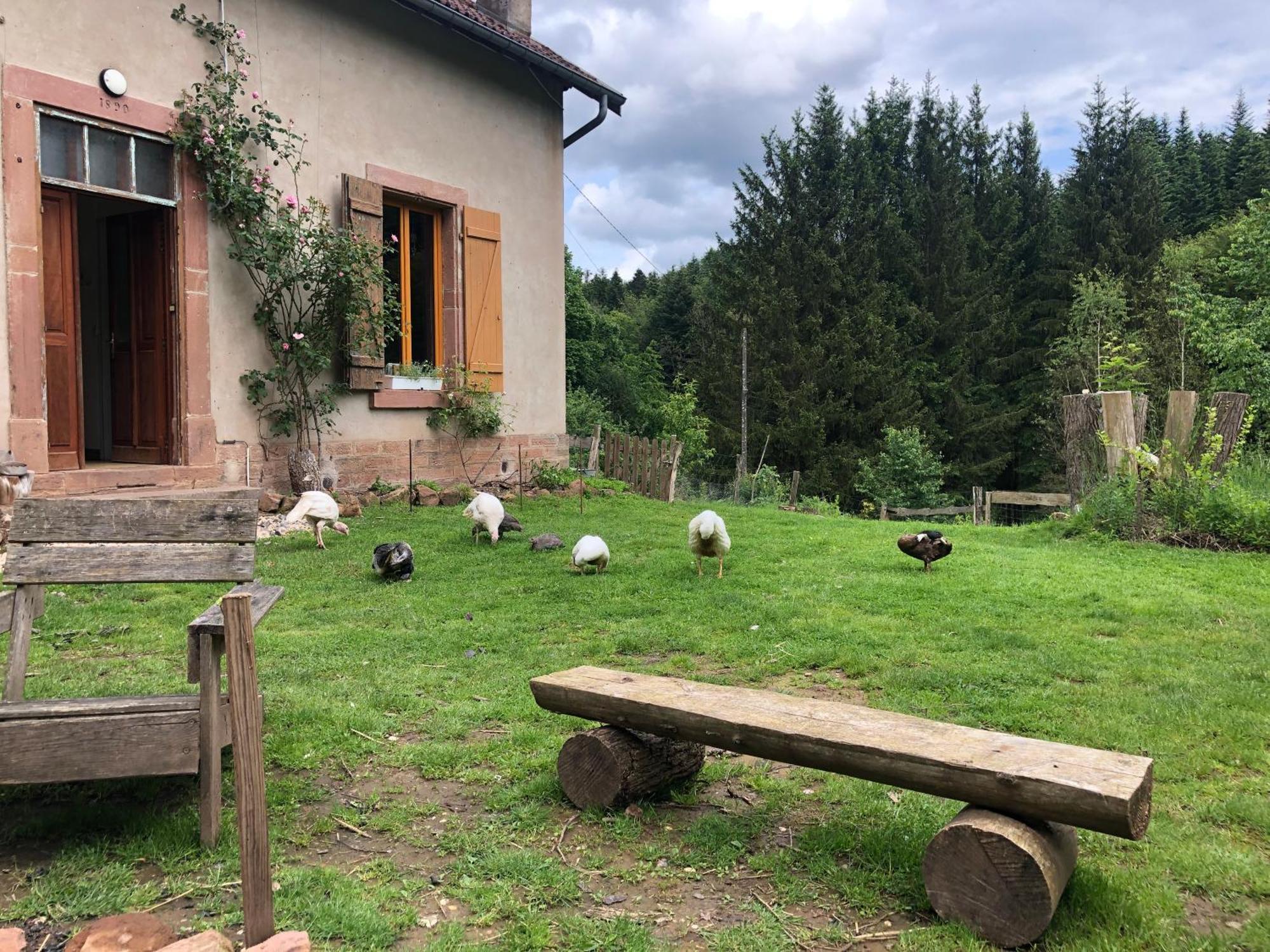 A L'Oree De Soi: Eco-Friendly Forest Retreat in the Vosges Saint-Sauveur  Exterior photo