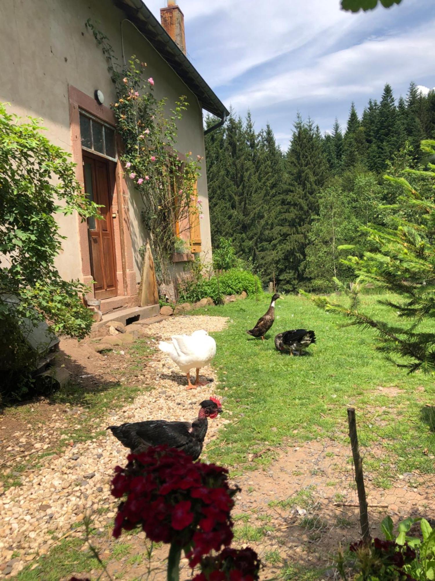 A L'Oree De Soi: Eco-Friendly Forest Retreat in the Vosges Saint-Sauveur  Exterior photo