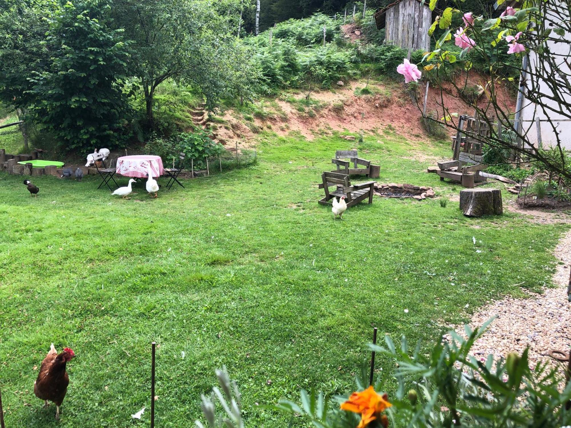 A L'Oree De Soi: Eco-Friendly Forest Retreat in the Vosges Saint-Sauveur  Exterior photo